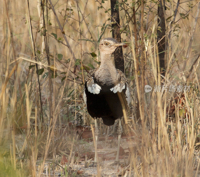 Red-Crested Korhaan